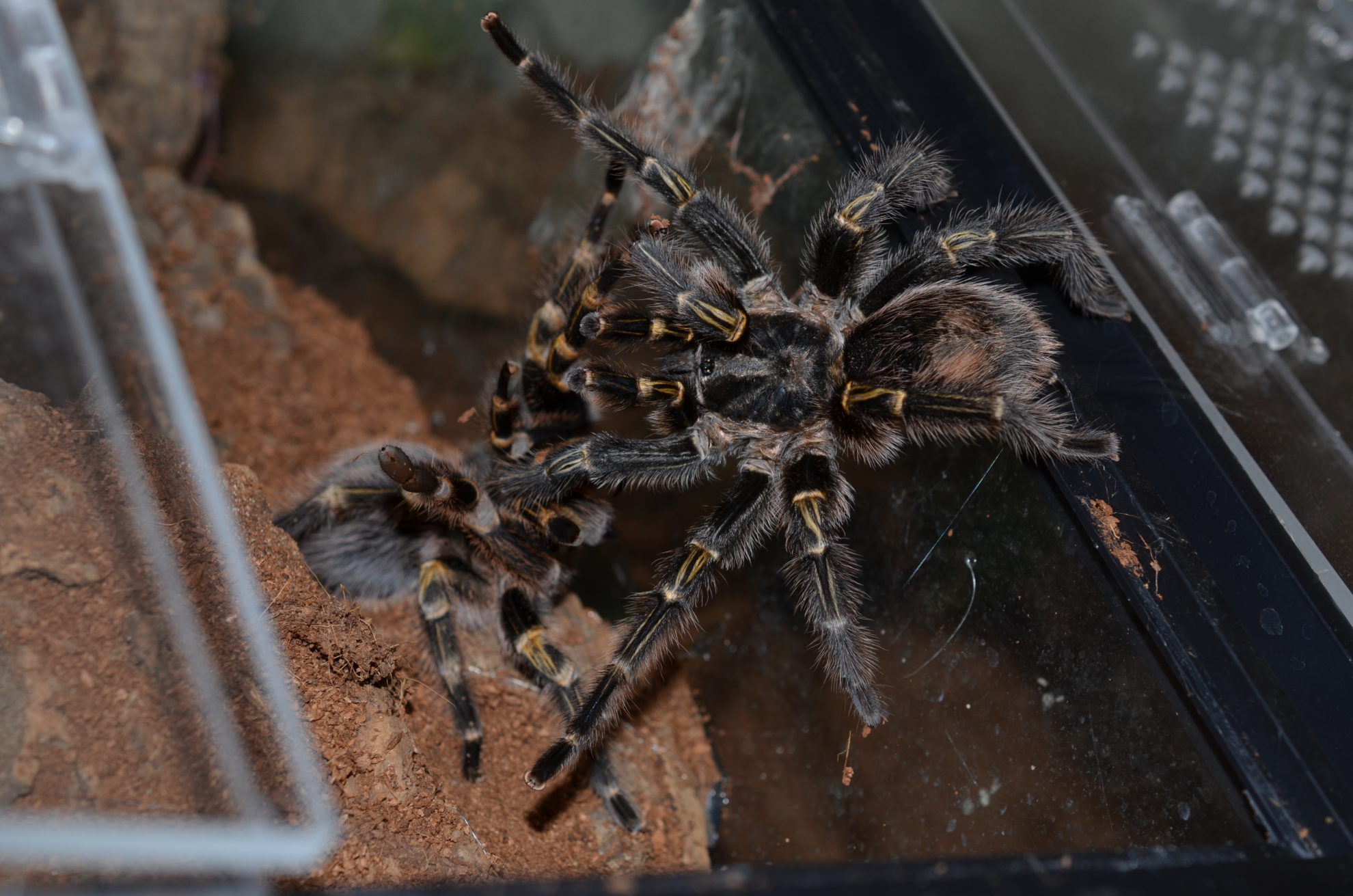 Grammostola pulchripes (Chaco golden knee) Care Sheet Jamie's Tarantula Blog