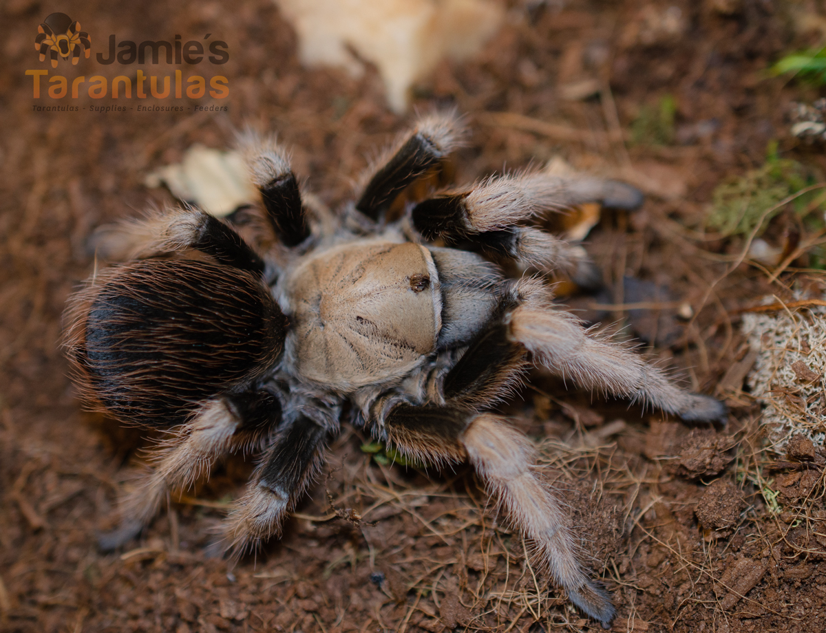 Cube Enclosure Jumping Spider, Tarantula & Inverts Various Sizes 
